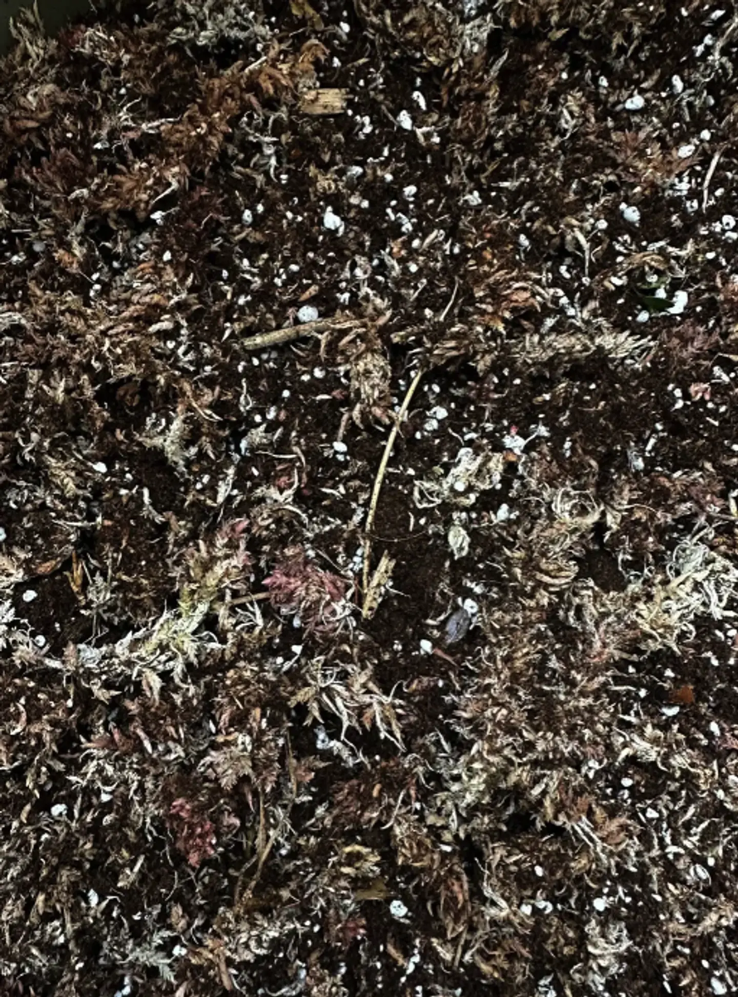 Sustrato Mix para Plantas Carnivoras 2