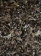 Sustrato Mix para Plantas Carnivoras - Miniatura 2