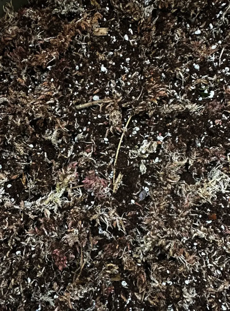 Sustrato Mix para Plantas Carnivoras 2