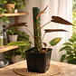 Kit Tutor de Plantas 45 Cm - Miniatura 3