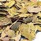Boldo hoja 1 Kg. - Miniatura 1