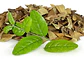 Boldo hoja 1 Kg. - Miniatura 3
