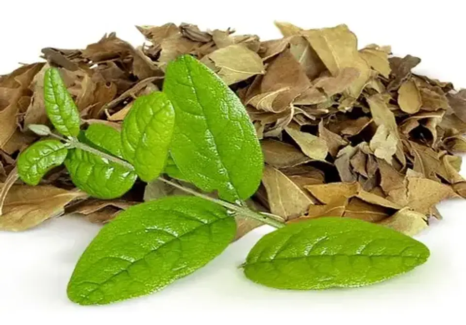 Boldo hoja 1 Kg. 3