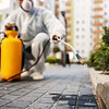 Control de plagas en tu hogar con ANASAC