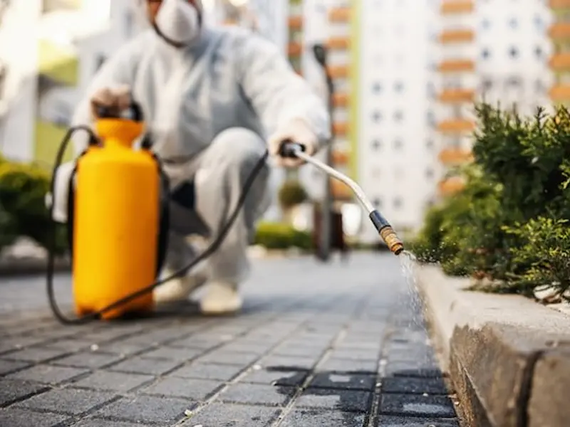 Control de plagas en tu hogar con ANASAC