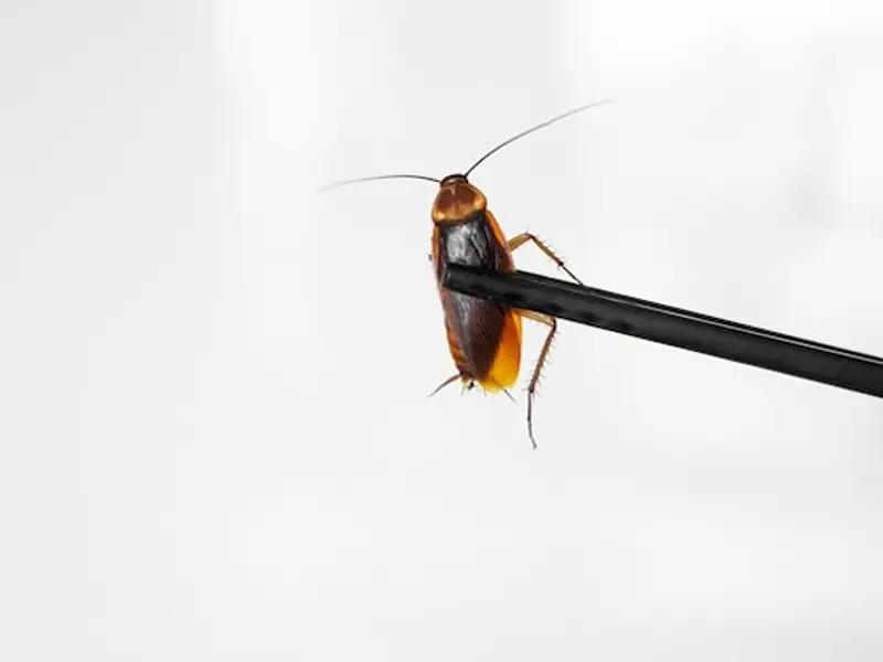 ¿Plaga de Cucarachas?