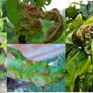 Oxicloruro de cobre fungicida preventivo y curativo 250 gr 