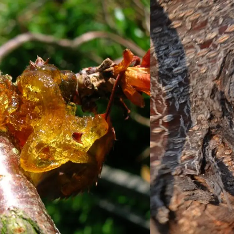Oxicloruro de cobre fungicida preventivo y curativo 250 gr  3