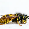 ¿Plaga de avispas chaqueta amarilla?