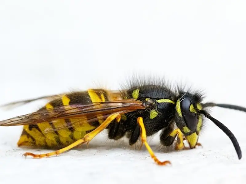 ¿Plaga de avispas chaqueta amarilla?