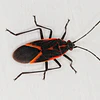 ¿ Plaga de Chinche del Arce? Acá está la solución! 