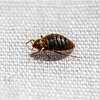 Cómo Evitar y eliminar las Chinches de Cama