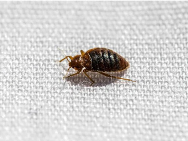 Cómo Evitar y eliminar las Chinches de Cama