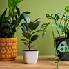 Biofertilizantes ANASAC para plantas en tu hogar