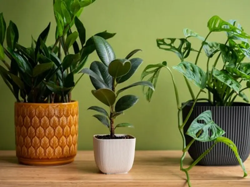 Biofertilizantes ANASAC para plantas en tu hogar