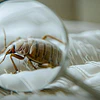Insecticidas Aerosol ANASAC para tu Hogar.