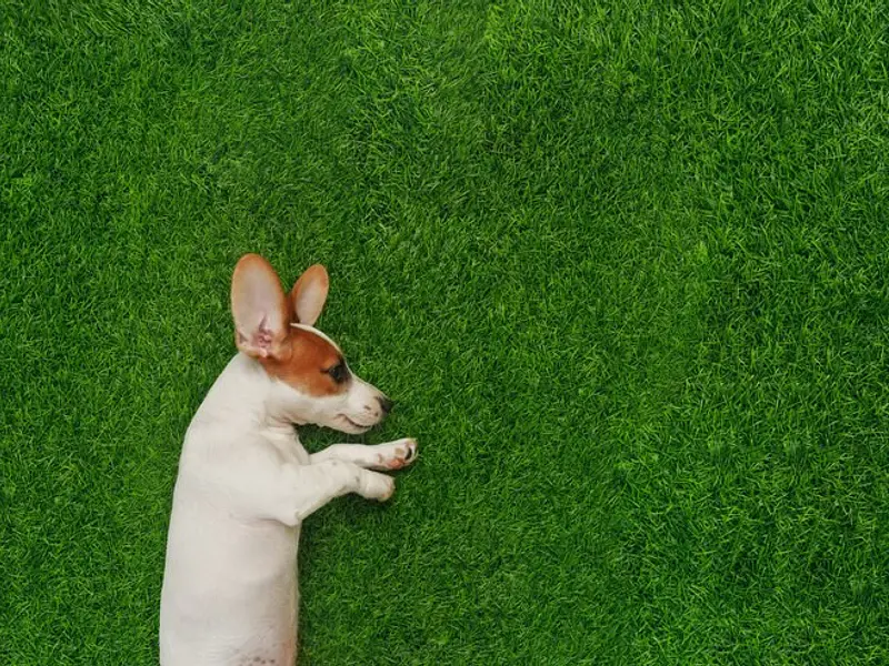 ¿Cómo elimina el mal olor del pasto sintético?