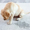 ¿Cómo eliminar olores de mascotas de forma natural y efectiva? Descubre POD Bio