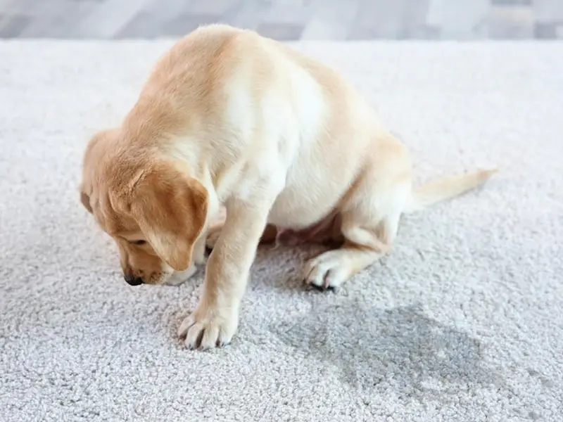 ¿Cómo eliminar olores de mascotas de forma natural y efectiva? Descubre POD Bio