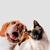 POD Bio vs POD Quat: ¿Cuál es el mejor eliminador de olores para mascotas?