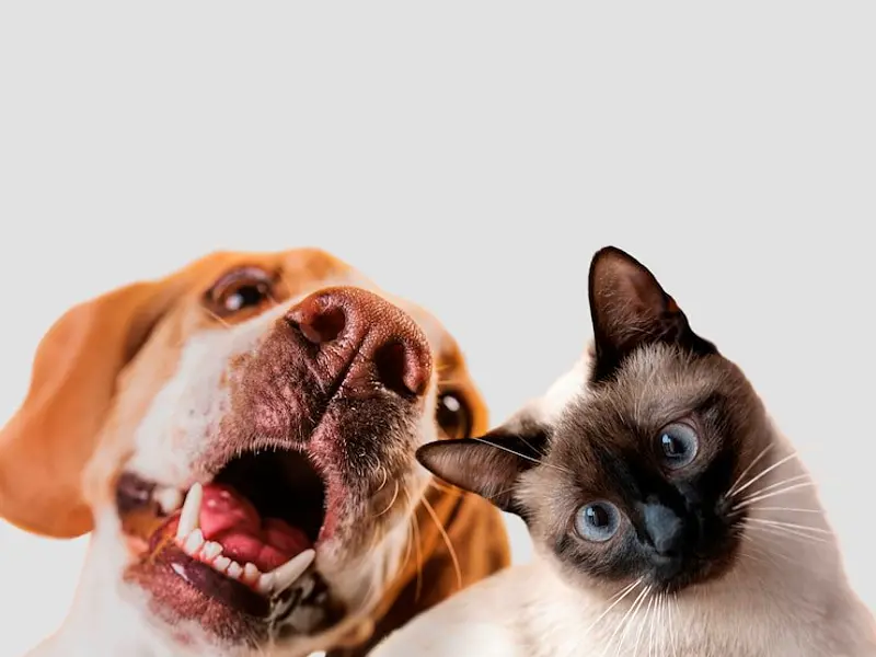 POD Bio vs POD Quat: ¿Cuál es el mejor eliminador de olores para mascotas?