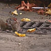 Mejores Raticidas del mercado