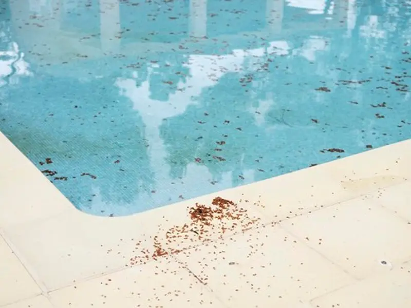 Enemigo invisible en tu piscina: los restos orgánicos y cómo eliminarlos con enzimas