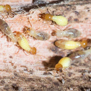 Insecticida / Termicida para termitas MANDRA 1 litro Anasac