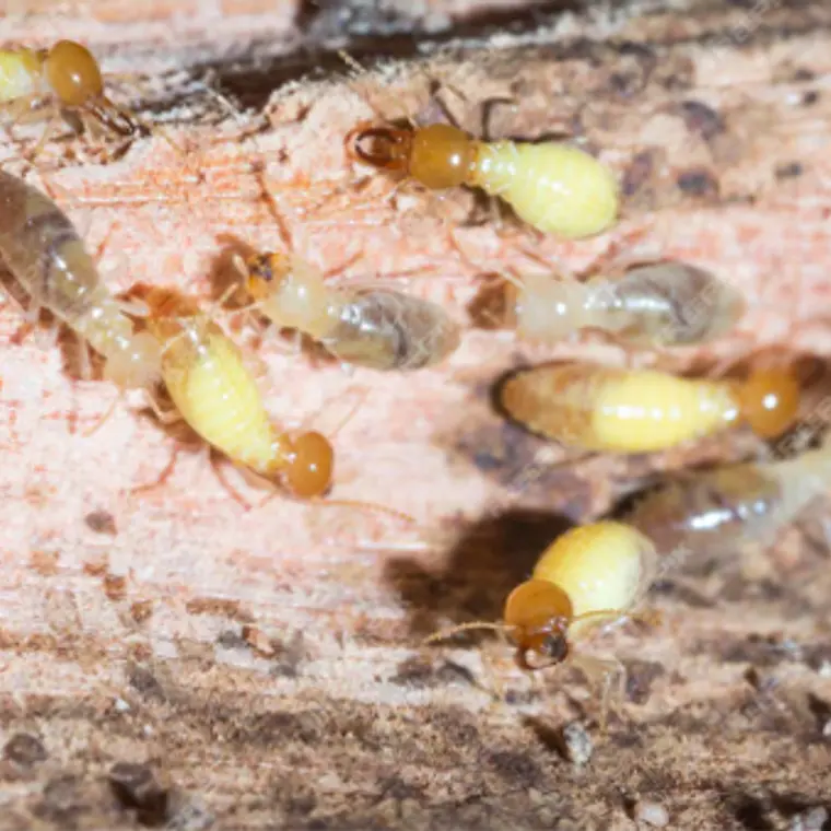 Insecticida / Termicida para termitas MANDRA 1 litro Anasac 2