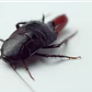 Insecticida espuma AVRO | insectos rastreros en lugares difíciles - Miniatura 2
