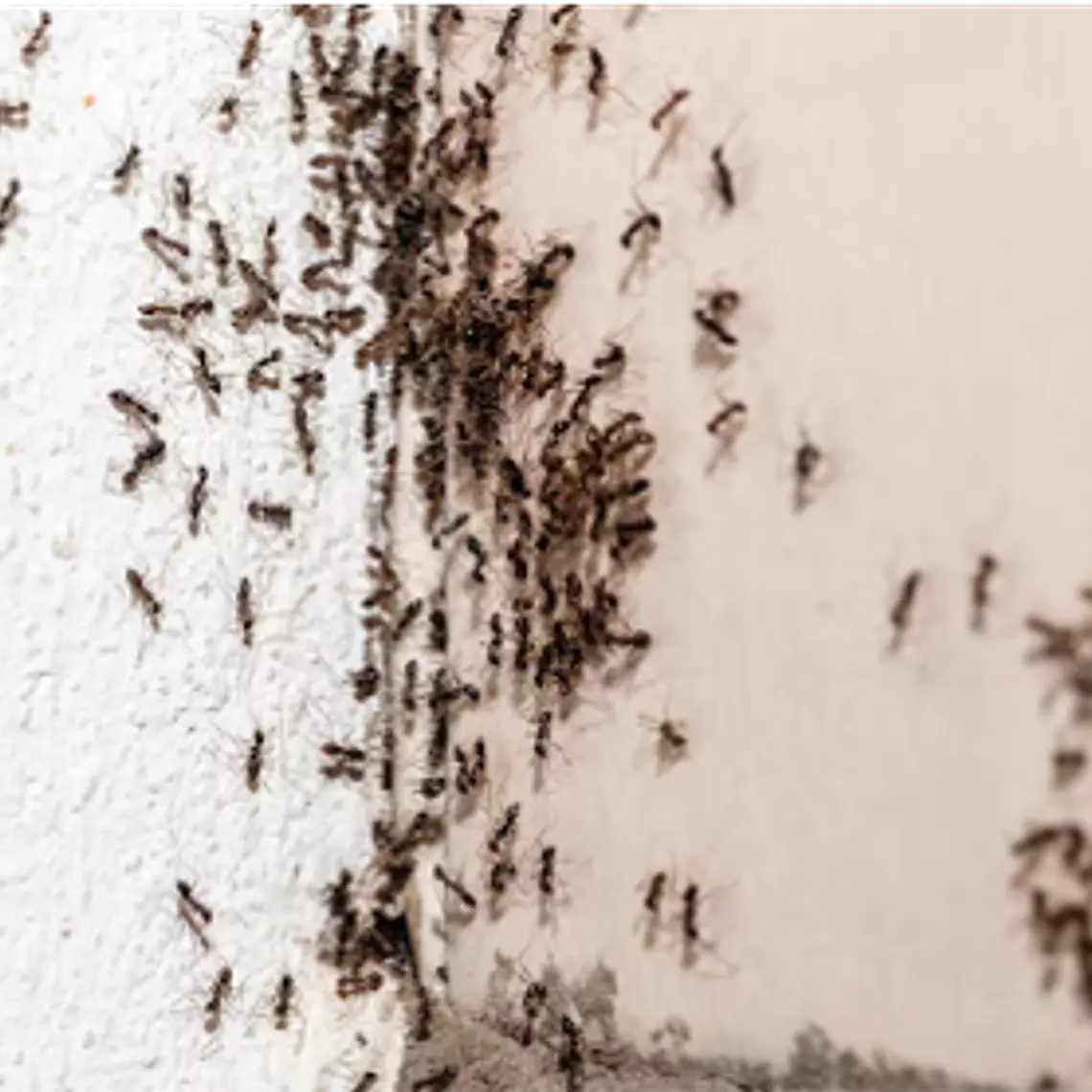 Insecticida espuma AVRO | insectos rastreros en lugares difíciles 4