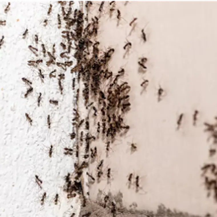 Insecticida espuma AVRO | insectos rastreros en lugares difíciles 4