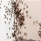 Insecticida espuma AVRO | insectos rastreros en lugares difíciles - Miniatura 4