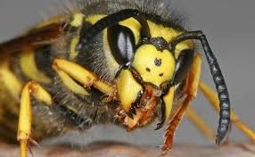 Control avispa chaqueta amarilla en Chile