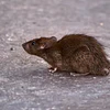 Veneno para Ratones en Chile
