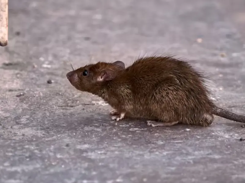 Veneno para Ratones en Chile