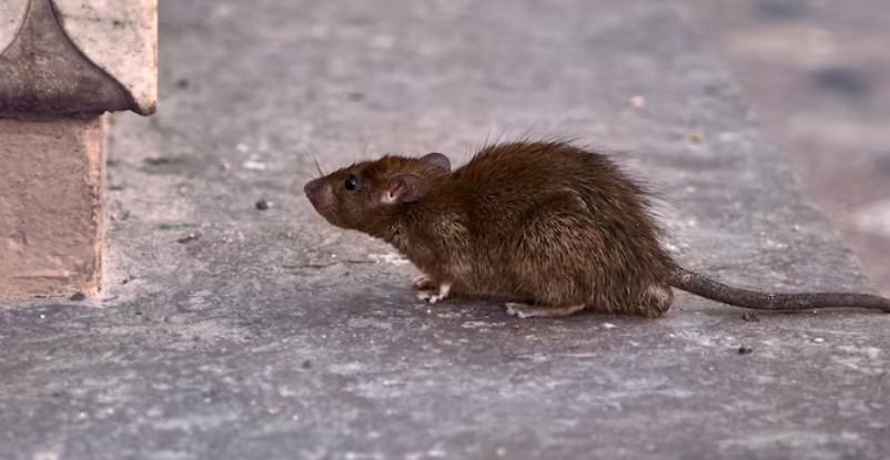 Veneno para Ratones en Chile