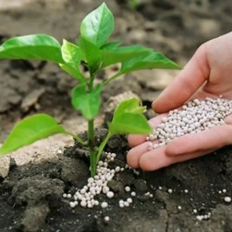 Super Fosfato Triple 25 Kg Fertilizante 0-46-0 para Raíces, Jardines y Cultivos | FuzeClean Chile 3