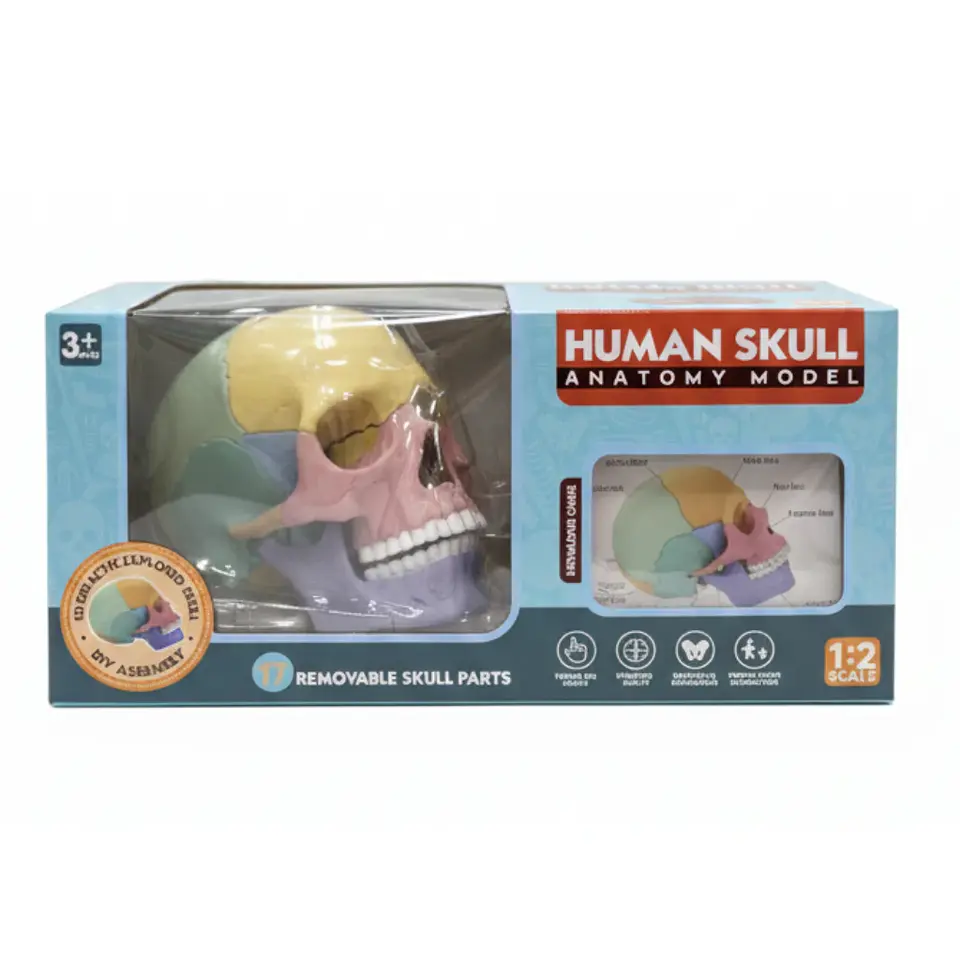 Cráneo Humano Anatómico Desmontable 2