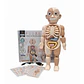 Molde del Cuerpo Humano Interactivo con Sonido – Human Body Anatomy Model (21 Piezas) - Miniatura 2