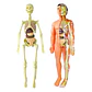 Kit anatomía cuerpo humano armable - Miniatura 2