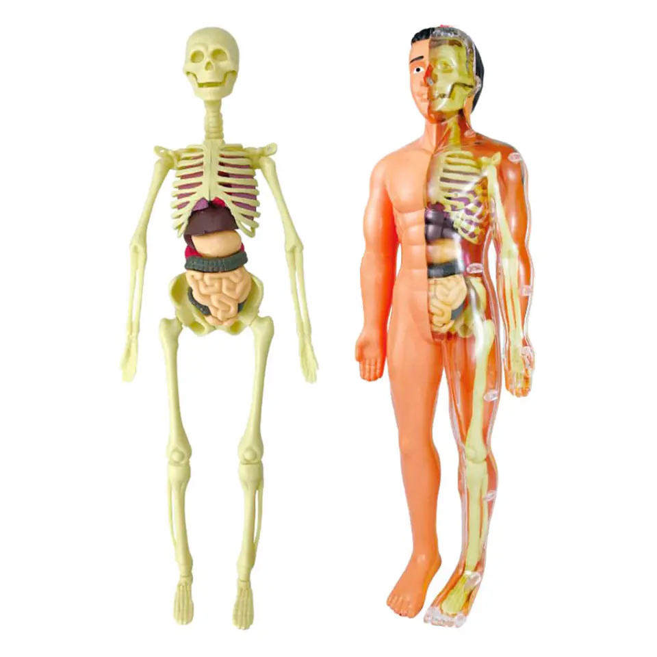 Kit anatomía cuerpo humano armable 2