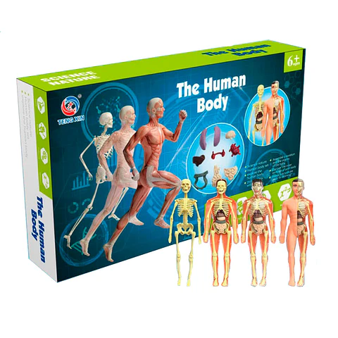Kit anatomía cuerpo humano armable