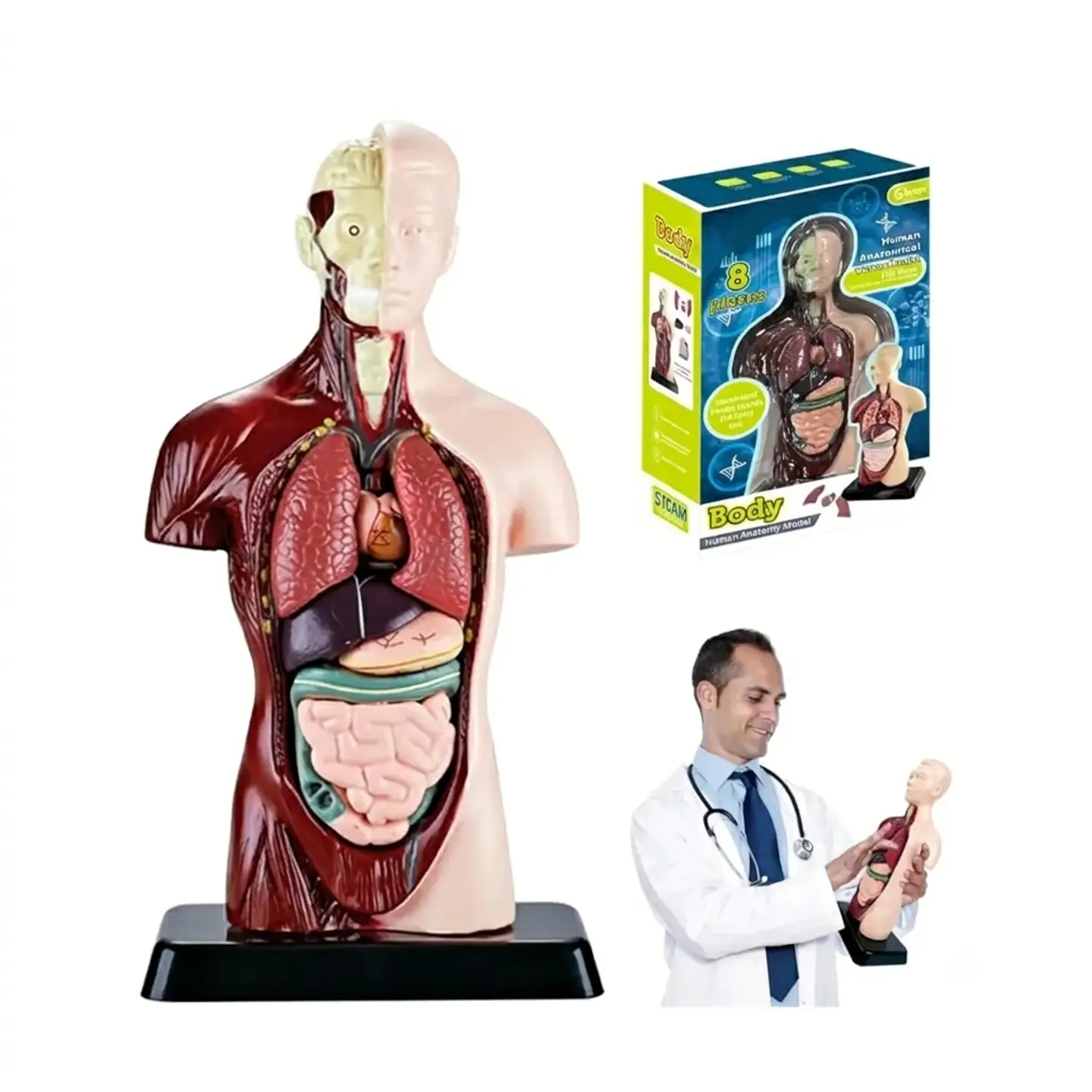 Órganos cuerpo humano Anatomía Torso Interactivo 24cm 1
