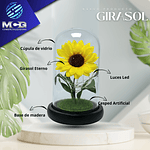 Girasol art. en Cúpula de vidrio