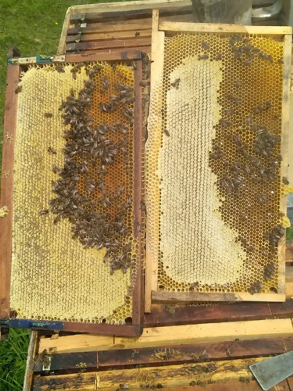 Miel De Abeja 100% Natural Y Orgánica De Ulmo  1 Kilo 3