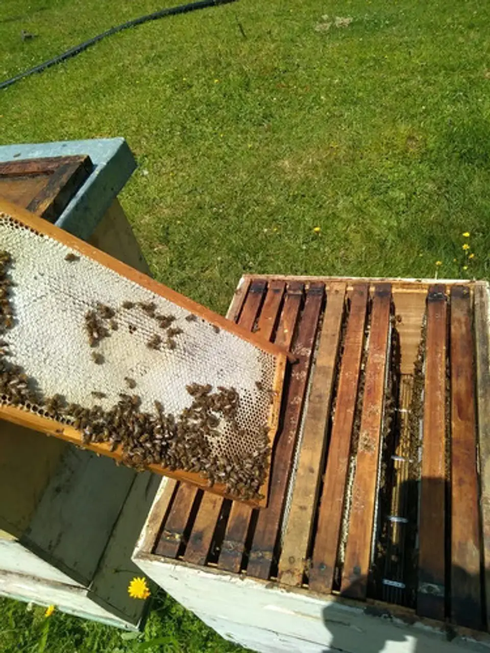 Miel De Abeja 100% Natural Y Orgánica De Ulmo  1 Kilo 4