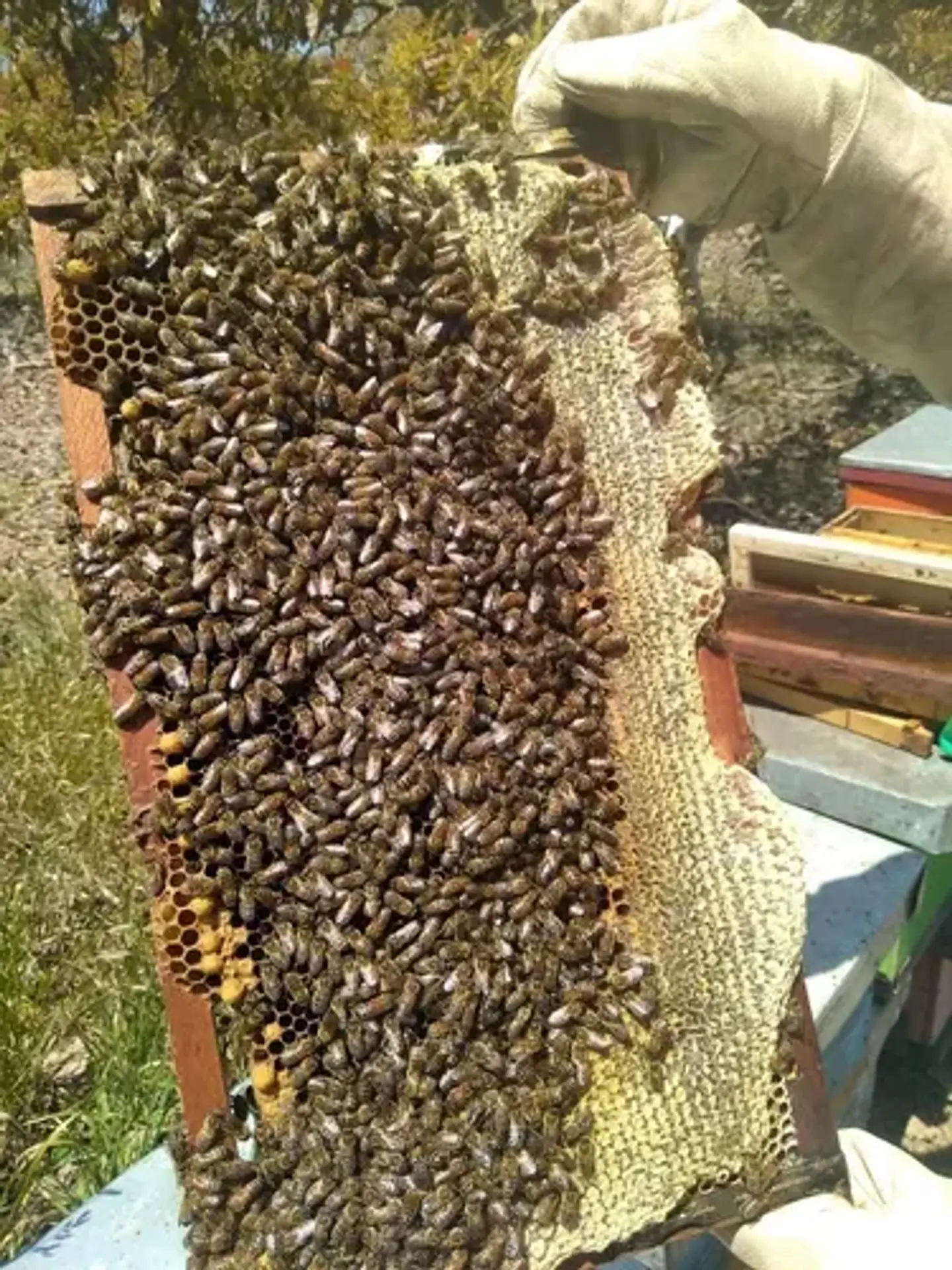Miel De Abeja 100% Natural Y Orgánica De Ulmo  1 Kilo 5
