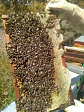 Miel De Abeja 100% Natural Y Orgánica De Ulmo  1 Kilo - Miniatura 5