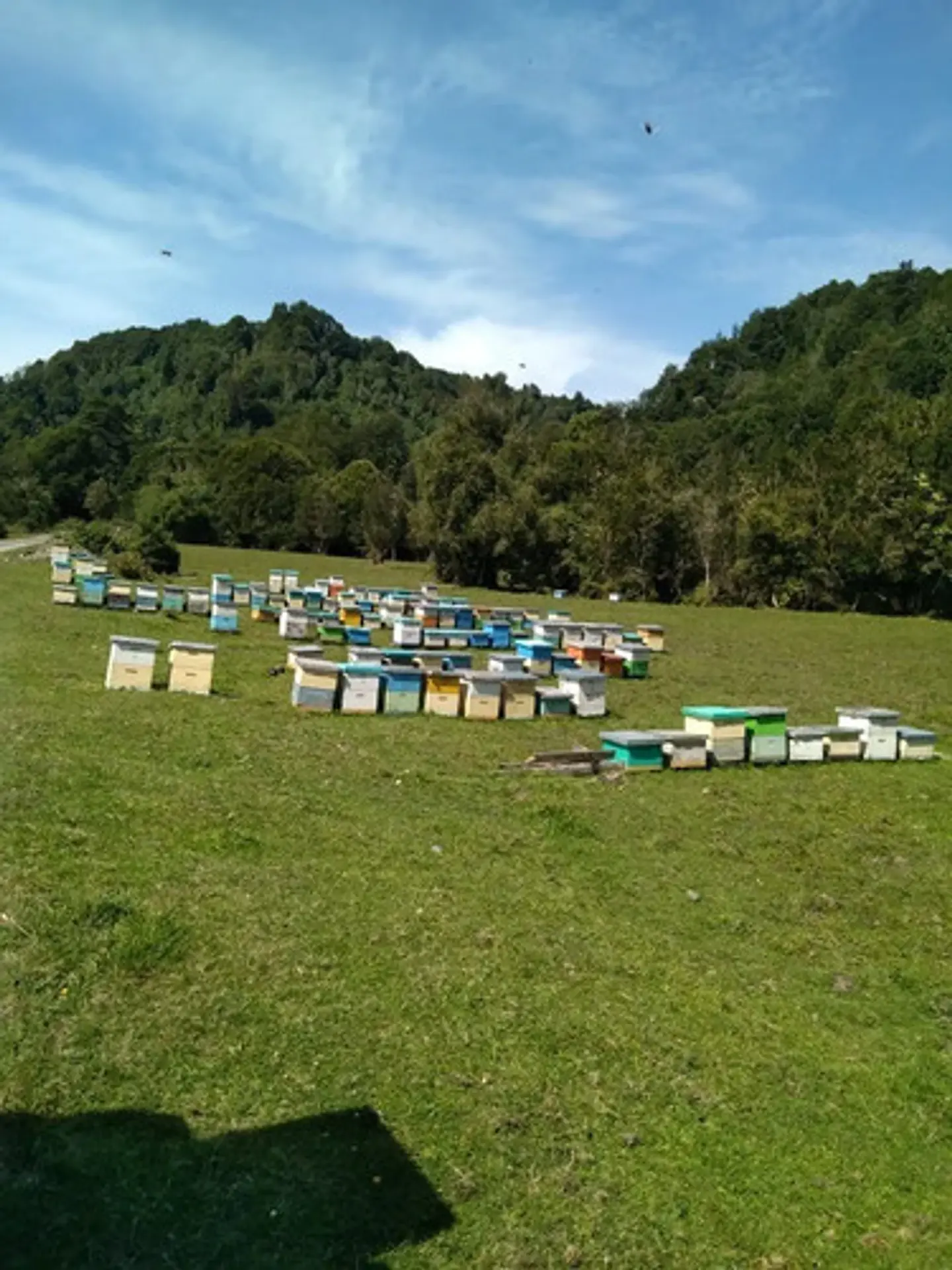 Miel De Abeja 100% Natural Y Orgánica De Ulmo  1 Kilo 6